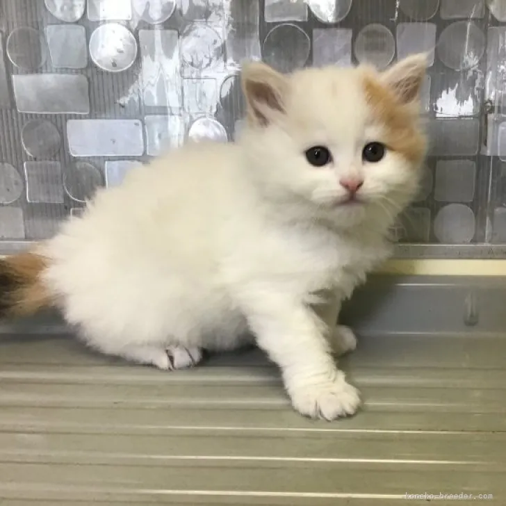 ID：2304-00684の子猫