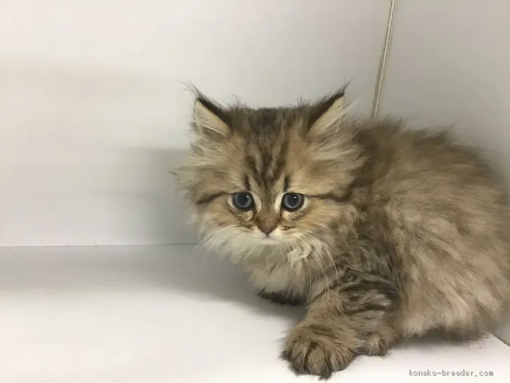 ID:2010-01558の子猫
