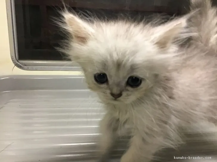 ワタナベ 様のお迎えした子猫