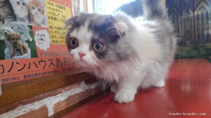 MIKI 様のお迎えした子猫