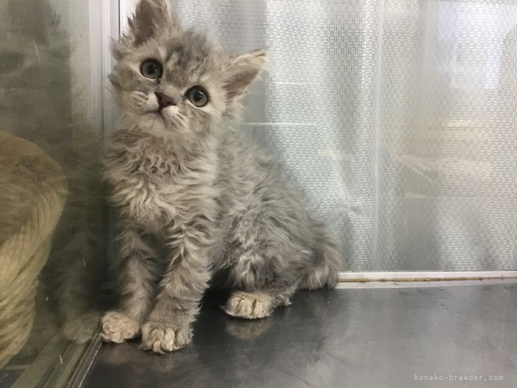 びん 様のお迎えした子猫