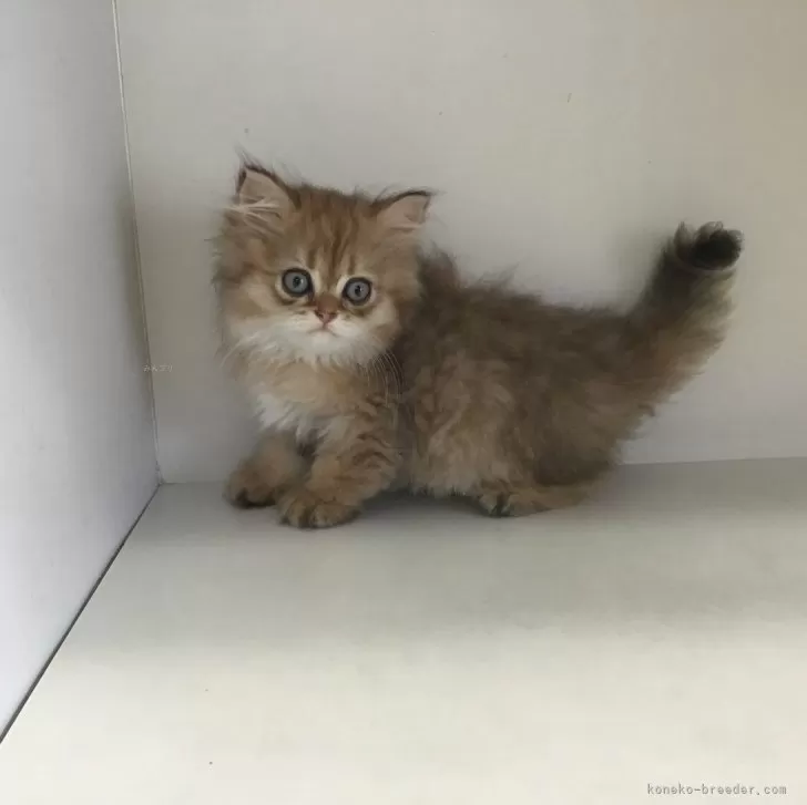 ID：2407-02936の子猫