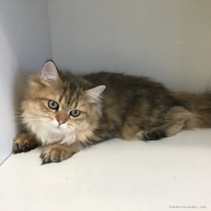 ID：2304-00693の子猫