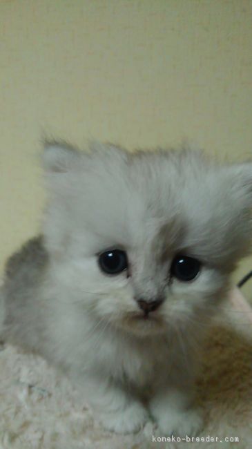 ID:1803-00167の子猫