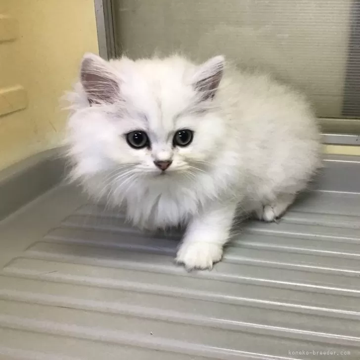 ID:2409-00730の子猫