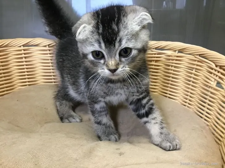 よんよん 様のお迎えした子猫