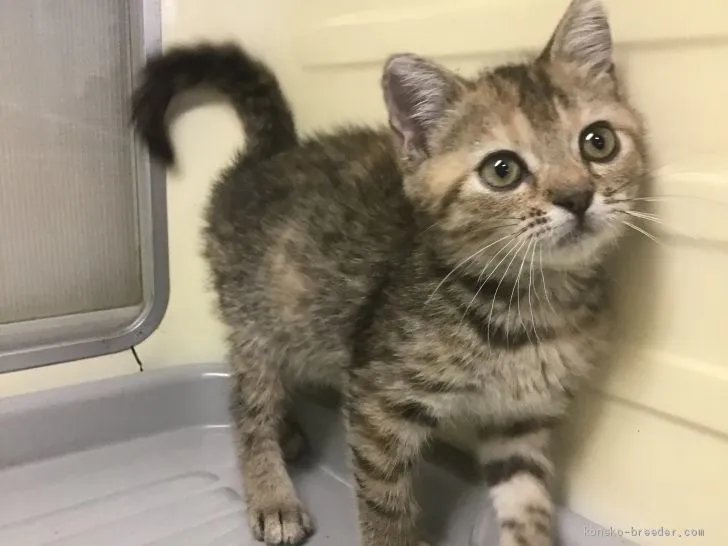 ID：1909-01440の子猫