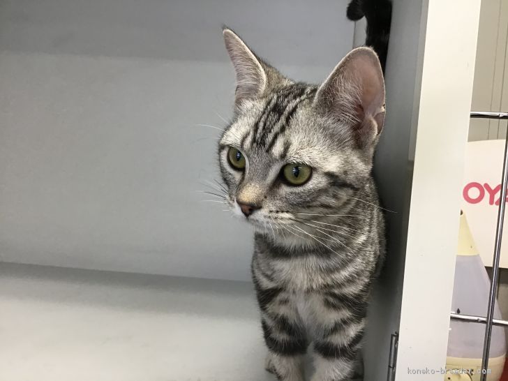 ヨースケ 様のお迎えした子猫