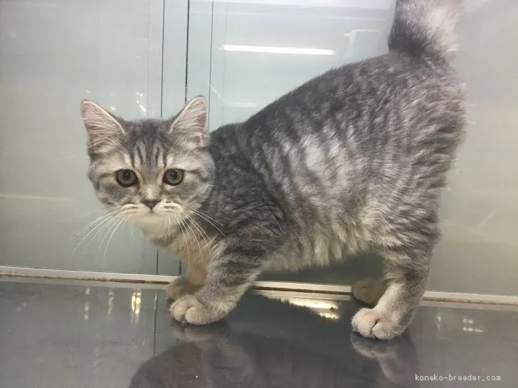 ID：1911-01234の子猫