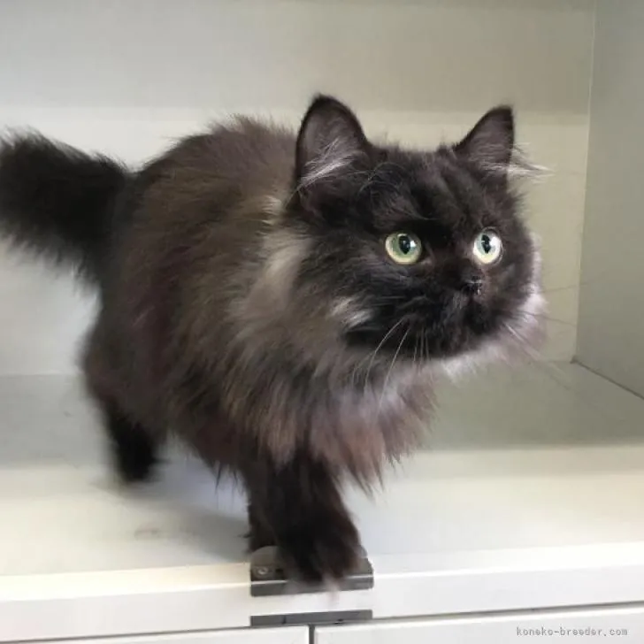 ID：2202-01928の子猫
