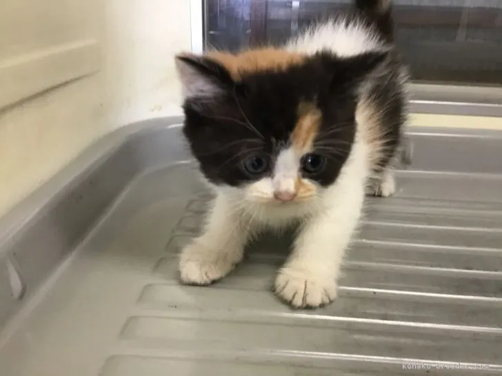 ID:1812-00535の子猫