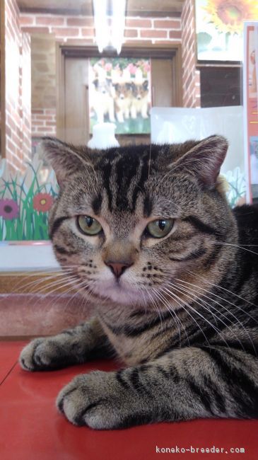 ID:1710-00968の子猫