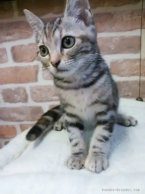 ココ 様のお迎えした子猫