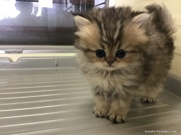 わたわた 様のお迎えした子猫