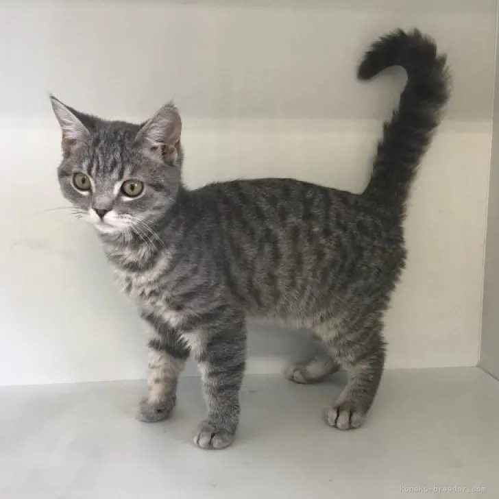 ID：2303-00041の子猫