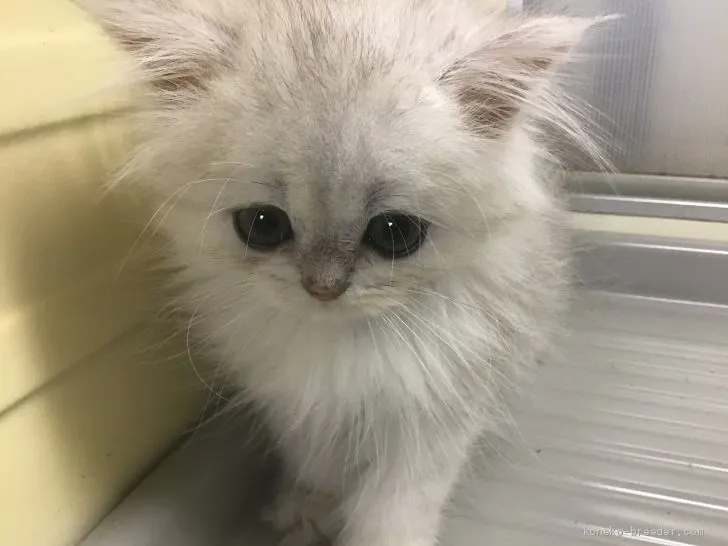 ID：1909-01436の子猫