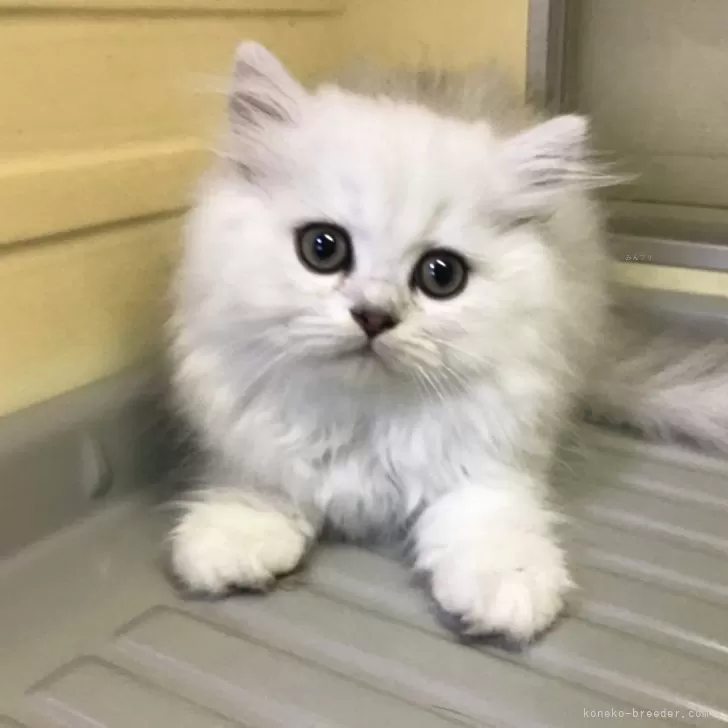 ID：2409-00732の子猫