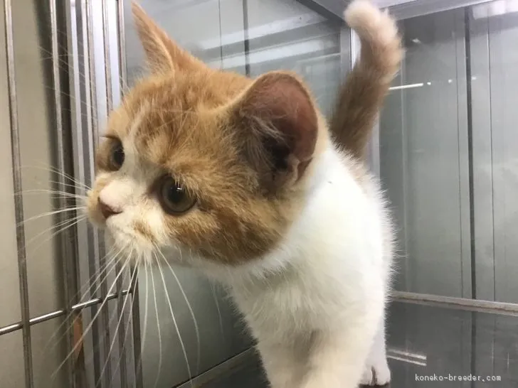 ID：1908-01417の子猫