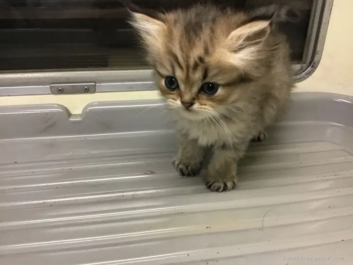 ID:1810-01648の子猫
