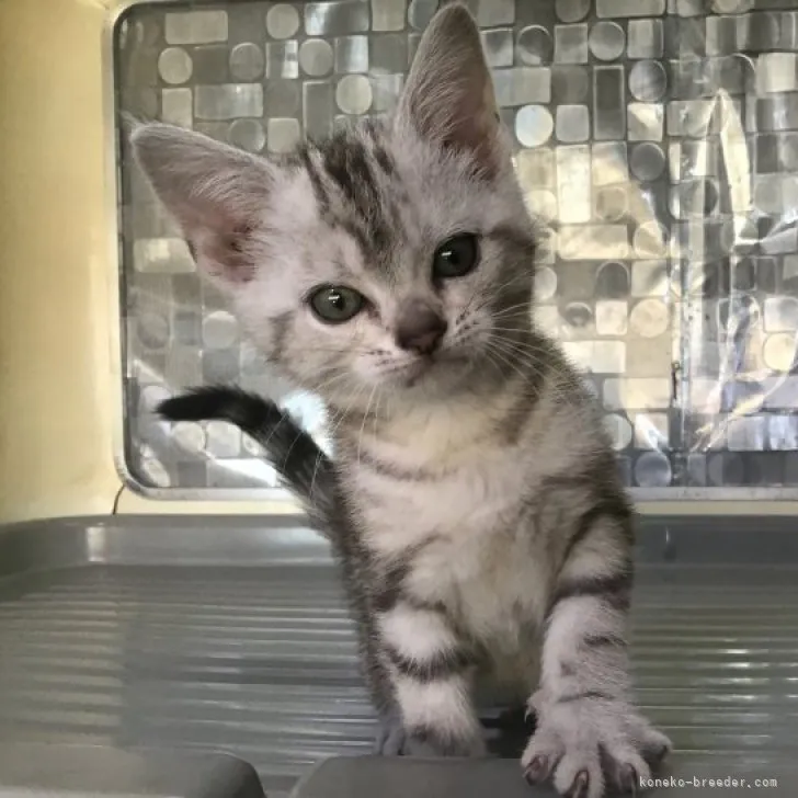 ID:2305-00708の子猫