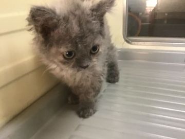 セルカークレックス【山形県・女の子・2019年6月15日・チンチラシルバー（ロングヘア(巻毛)）】の写真「おっとりさんの女の子です。」