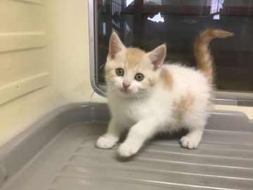 スコティッシュフォールド(立ち耳)【山形県・女の子・2019年5月20日・レッドタビー&ホワイト】の写真「穏やかな性格で可愛い女の子です。」