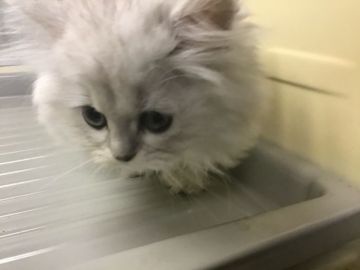ペルシャ(チンチラ)【山形県・女の子・2019年7月18日・チンチラシルバー】の写真「可愛い女の子です😍」