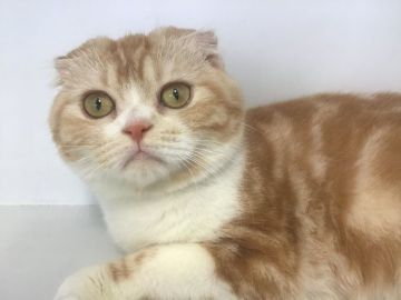 スコティッシュフォールド(折れ耳)【山形県・女の子・2018年10月20日・レツドタビー&ホワイト】の写真「可愛い女の子です。。」