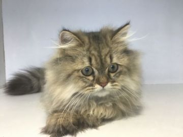 ペルシャ(チンチラ)【山形県・女の子・2019年2月6日・チンチラゴールデン】の写真「ふわふわな元気な女の子です。」