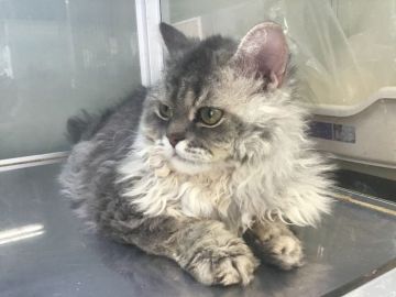 セルカークレックス【山形県・男の子・2019年6月15日・チンチラシルバー（ロングヘア(巻毛)）】の写真「おっとりさんの男の子です。」