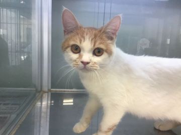 スコティッシュフォールド(立ち耳)【山形県・男の子・2019年5月20日・レッドタビー&ホワイト】の写真「穏やかな性格で可愛い男の子です。」