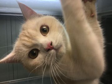 スコティッシュフォールド(立ち耳)【山形県・男の子・2019年5月20日・クリームタビー&ホワイト】の写真「穏やかな性格で可愛い子です。」