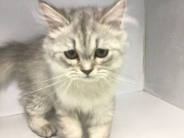 セルカークレックス【山形県・男の子・2019年5月13日・チンチラシルバー（ストレートロングヘアー）】の写真「可愛い男の子です。」