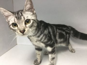 アメリカンショートヘア【山形県・男の子・2019年3月3日・シルバータビー】の写真「大人しく甘えん坊さんです。」