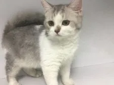 セルカークレックス【山形県・女の子・2019年5月13日・ブルータビー&ホワイト】の写真1