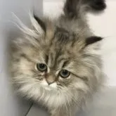 ペルシャ(チンチラ)【山形県・女の子・2022年12月13日・チンチラゴールデン】の写真1