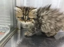 ペルシャ(チンチラ)【山形県・男の子・2021年3月16日・チンチラゴールデン】の写真1