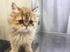 ペルシャの子猫を探す 専門ブリーダー直販の子猫販売 みんなの子猫ブリーダー ペルシャの子猫を探す 専門ブリーダー直販の子猫販売 みんなの子猫ブリーダー
