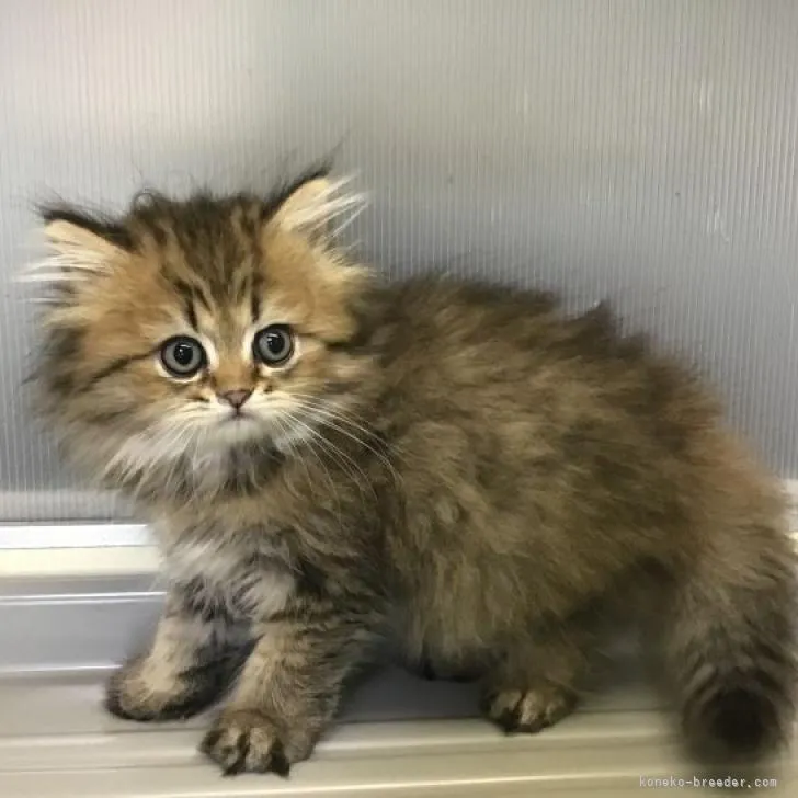 ID：2207-02381の子猫