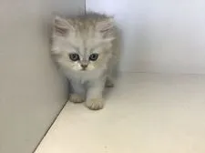 ペルシャ(チンチラ)【山形県・女の子・2020年7月15日・チンチラシルバー】の写真2