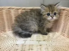 ペルシャ(チンチラ)【山形県・男の子・2021年2月11日・チンチラゴールデン】の写真3