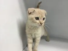 スコティッシュフォールド(折れ耳)【山形県・男の子・2020年9月1日・クリームタビー&ホワイト】の写真3
