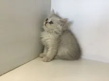 ペルシャ(チンチラ)【山形県・女の子・2020年7月15日・チンチラシルバー】の写真3