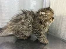 ペルシャ(チンチラ)【山形県・男の子・2021年3月16日・チンチラゴールデン】の写真4