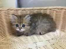 ペルシャ(チンチラ)【山形県・男の子・2021年2月11日・チンチラゴールデン】の写真4