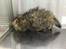 ペルシャ(チンチラ)【山形県・男の子・2021年3月16日・チンチラゴールデン】の写真5