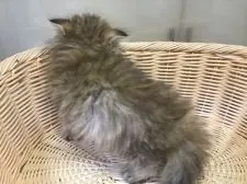 ペルシャ(チンチラ)【山形県・男の子・2021年2月11日・チンチラゴールデン】の写真5