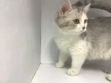 セルカークレックス【山形県・女の子・2019年5月13日・ブルータビー&ホワイト】の写真5