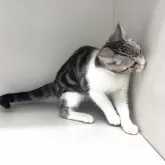 スコティッシュフォールド(立ち耳)【山形県・男の子・2025年1月8日・シルバータビー&ホワイト】の写真10