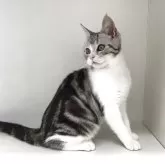 スコティッシュフォールド(立ち耳)【山形県・男の子・2025年1月8日・シルバータビー&ホワイト】の写真11